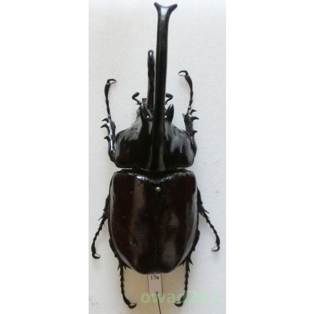 Augosoma centaurus (Fabricius, 1775) male 82mm Cameroon17a